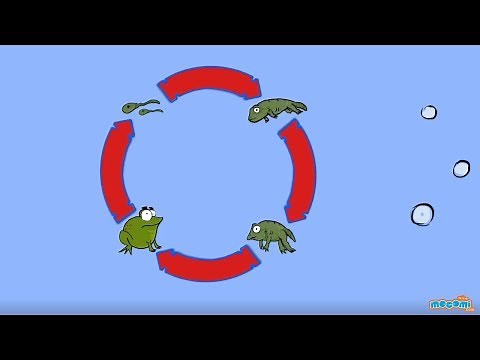 Life Cycle of a Frog - Metamorphosis in Frog | Science for Kids | Educational Videos by Mocomi
