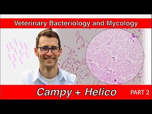 Campylobacter and Helicobacter (Part 2) - Veterinary Bacteriology and Mycology