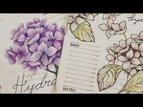 How to draw a Hydrangea -quickie sketch