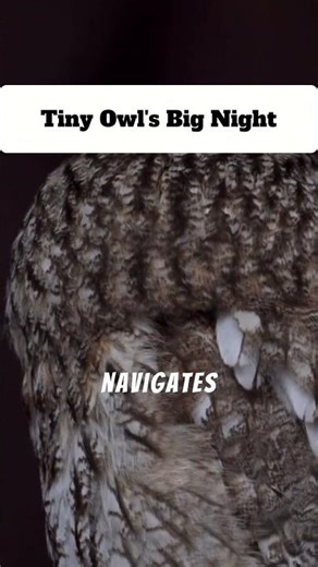 Nighttime Adventures of the Elf Owl Fledgling in Sierra Vista #wildlife #nature