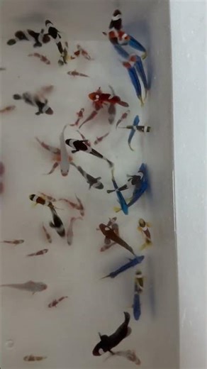 블루탱 잡을수 있을까? #니모 #블루탱 #수족관 #물고기잡기 #reeftank #해수어