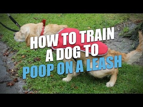 How to Train a Dog to Poop On a Leash (the Easy Way)