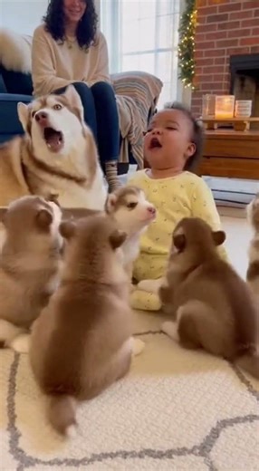 “Baby and Husky Puppies Bark Together in the Cutest Playtime Ever!”