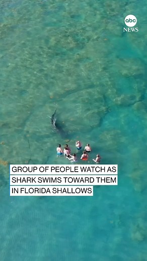 404K views · 4.1K reactions | SOME FIN IN THE WATER: Aerial footage...