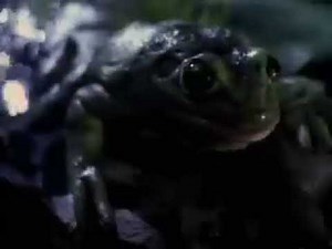 Budweiser : Bud-Weis-Er Frogs Superbowl Commercial (1995)