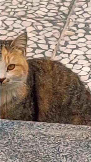 Super Hilarious Cat Chase (Watch The Full Video) #hilariouscats #chase #pet