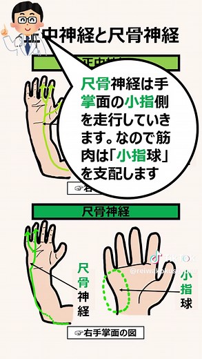 正中・尺骨・橈骨神経と筋肉解説