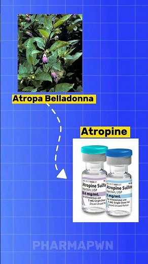 Medicinal Plants 🌱 (Atropa Belladonna) | Medicine Atropine 💉| #pharmacology #education
