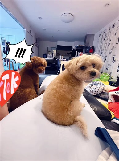 ペットと暮らすための生成AI活用法