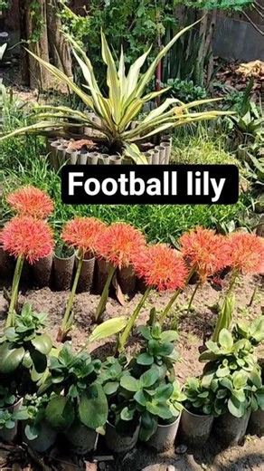 football lily also known as blood lily or May lily