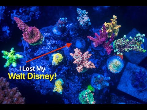 Polyp Extension Up Close + Lost Coral