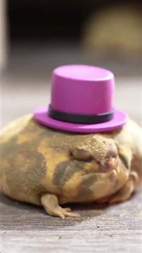 ఈ ఫ్రాగ్ క్యూట్‌గా ఉందని టచ్ చేస్తే… ఏమవుతుందో చూడండి! 😱 | angry rain frog