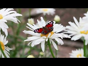 Beautiful Daisies in Bloom | Stunning Varieties #daisy #garden #flowers #plants #viral #trending