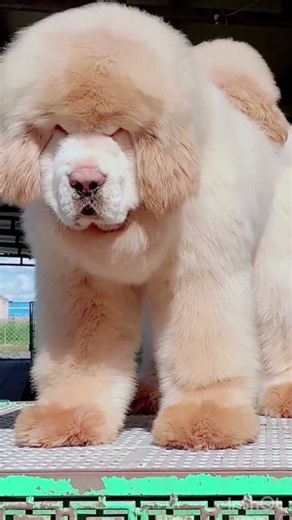 Tibetan Mastiff Puppy 🐶 Future Giant Guardian Dog! #Shorts