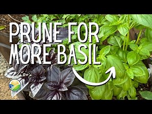 How to Prune Basil for Maximum Growth!
