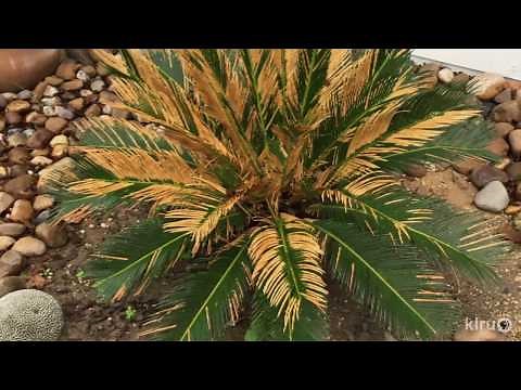 Why Browned Leaves on Sago Palm | Daphne Richards |Central Texas