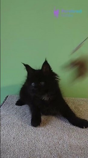 Meet Gray: Stunning Black Maine Coon Kitten 🖤 Adopt This Playful Beauty! #MaineCoon #BlackKitten