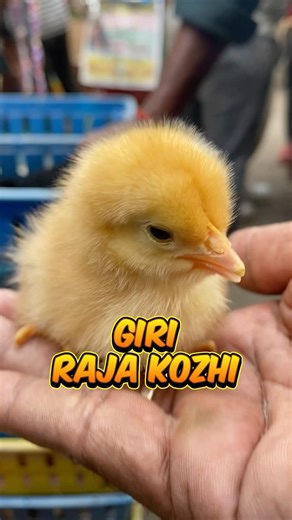Giri Raja Kozhi | Mannady Kozhi Market Chennai | Kozhi Vlog #mrhobbyist #giriraja