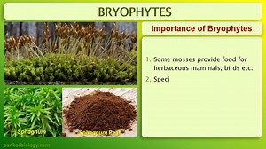 Plant kingdom part 3 Bryophyta (Mosses and Liverworts)