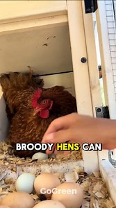 Broody hens can still lay eggs before fully setting. Daily nest checks and gentle egg collection help keep eggs clean, prevent piling, and protect your flock. #HomesteadLife #FarmLifeUSA #HealthyFlock | Go Green
