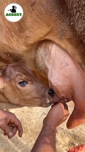 Perfect time to feed new born calves #cow #dairyfarming #farming #facts