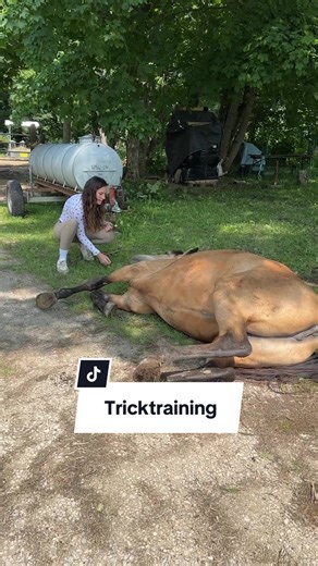 Tricktraining mit Pferden: Zirkuslektionen für Pferdemädchen