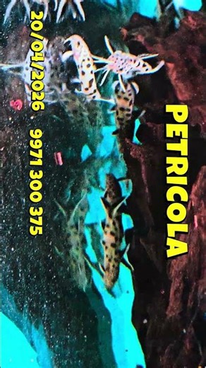electric blue ram/ petricola catfish/#shortsfeed #fish #aquarium