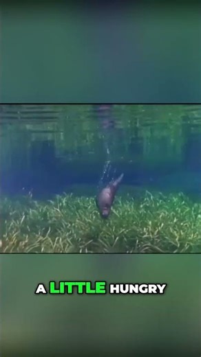 Otter's Hungry Hunt | Underwater Prey Pursuit Adventure!