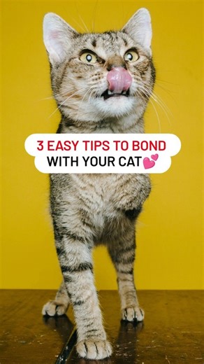 28K views · 154 reactions | 3 tips - to bond with your cat !! ❤️ . Does your cat admires you ?? . . . . . . . Dm for credit -  .✨ Unlock the science of feline companionship. Cat lovers, join us for fascinating insights! ❤️ . #catparenting #felinescience #catloversunite #catfact #catparent #cattip #kittycat #catlife #catsofinstagram #catsofig | Ask My Cats | Facebook