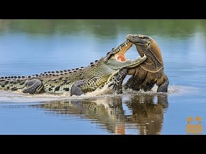 Komodo Dragon Ambushed by Crocodile: Brutal Battle in the Deadly Swamp | Ultimate Animal War