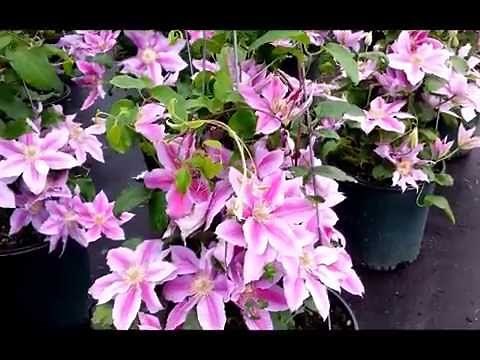Best Flowering Vines - Clematis Doctor Ruppel