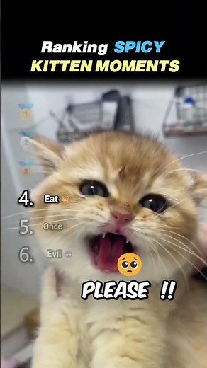 Ranking SPICY KITTEN MOMENTS Core Moments!! 🌶️🐱