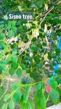 Shisham Tree/Sissoo tree- Dalbergia sisoo.Identification and medicinal uses.