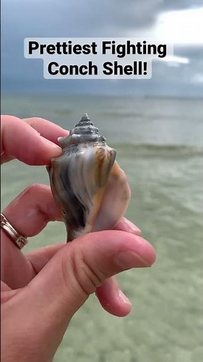 WOW! Prettiest Fighting Conch Shell! Look at the greys!