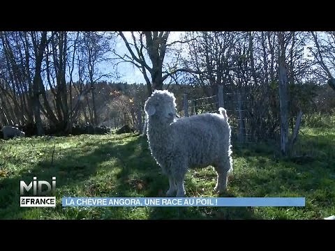 ANIMAUX & NATURE : La chèvre angora, une race au poil !