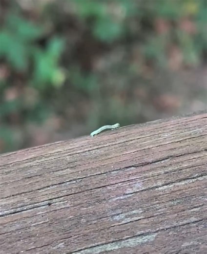 Check out this cool video of an inchworm at Scioto Grove 🐛 Inchworms don't have legs in the middle of their body, only in the front and back, which is why they move like they do! It uses its front legs to grasp what's in front of it, and then pulls up its back legs, making it look like they're just inching along. #cbusmetroparks 🎥 Angela Rose Robinson | Columbus and Franklin County Metro Parks