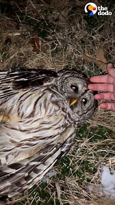 28M views · 377K reactions | Little owl stares right into his rescuer’s eyes moments before being released just to say thank you ❤️ | The Dodo | Facebook