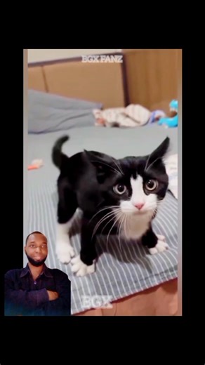 586K views · 20K reactions | Funny moments with cat  #fypage #funny #viral #prank #humor | Bgx Fanz | Facebook