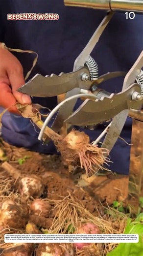 Onion Root Trimming: How Hand Tools Transform Raw Bulbs into Clean Produce 