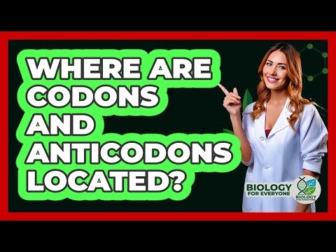 Where Are Codons and Anticodons Located?