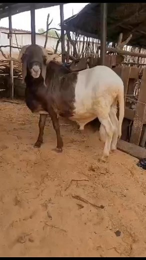 81K views · 2.7K reactions | Space Means Comfort  Overcrowding brings stress, slow growth, and disease. Give them room to move, breathe, and rest freely. Comforted animals grow faster and live better. #fblifestyle | Aat Integrated Farm | Facebook