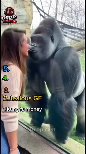 Kung fu monkey 😂 || Ranking videos