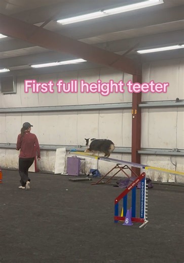 Mason has been practicing hard at driving confidently to the end of the teeter - this week he did his first full height teeter! #dogagility #agility #teeter #dogtraining #dogsports