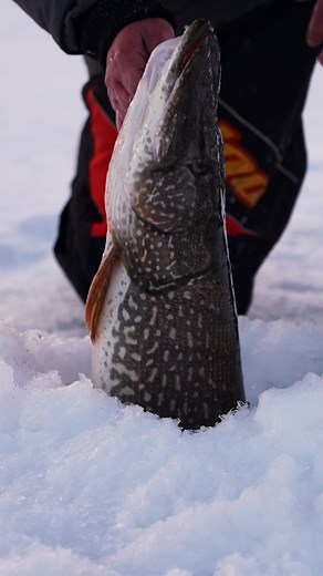 Worth the Wet Sleeve! #fishing #fishinglife #pike #trend #fyp