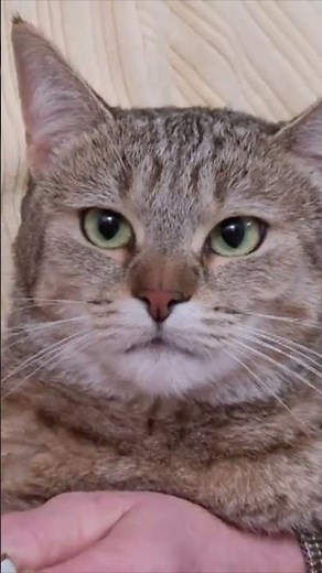 Jackson Is Shocked by Extreme Cat Restraint in Control Bag #shorts | My Cat From Hell| Animal Planet