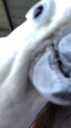 41 reactions | Calm down ..... hello! #Snoweethecockatoo #pet #cute #bird #cockatoo #Hello #talking #birds #parrot #fblifestyle #funny | Snoweethecockatoo | Facebook