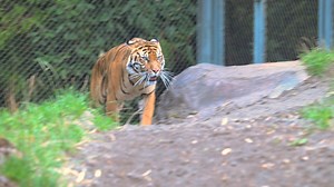 65K views · 2.6K reactions | Meet Tacoma's new tiger, Mawar!  All the way from Australia, our newest Sumatran tiger makes her debut THIS Saturday at the Asian Forest Sanctuary.  Mawar (“rose” in Indonesian) is 6 years old, playful, curious, and here to inspire action for her critically endangered species. Fewer than 400 remain in the wild. | Point Defiance Zoo & Aquarium | Facebook
