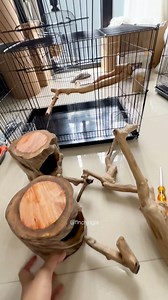 Setting up a new breeding cage. Fresh branches, clean space, and a natural layout to keep the birds calm and comfortable. A good setup always brings better results. #fblifestyle #Finches #BirdCare #AviaryLife #HighCPMVideo | Indra Prihantoro