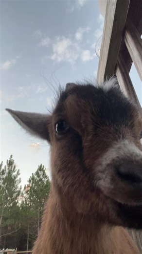 Cute Baby Pygmy Goats Playing with Coconuts