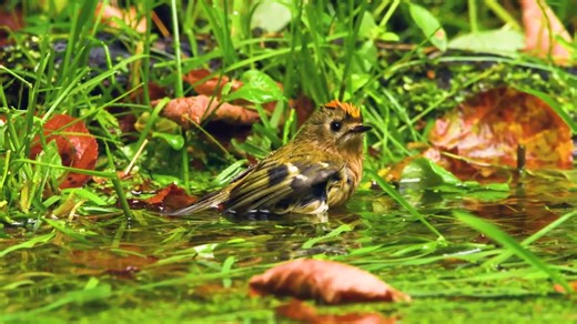 👑 Weighing in at less than 6 grams, the goldcrest is Europe's smallest bird. Despite its size, its beautiful golden crown might well have earned it the title of 'king of the birds' in European folklore. In autumn, resident birds are joined by large numbers on migration and they will join flocks of woodland birds in winter - have you spotted a flash of gold on a woodland walk? | Berks, Bucks and Oxon Wildlife Trust - BBOWT